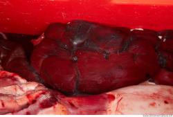 Photo Textures of Beef Viscera